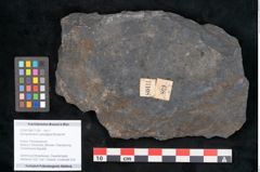 Foto (Objekt + Etikett) von Syringodendron cyclostigma Brongniart (NHMW-GEO-2024-0188-11108)